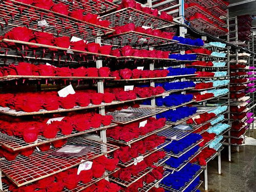 厄瓜多尔玫瑰花 跨越太平洋的七夕浪漫