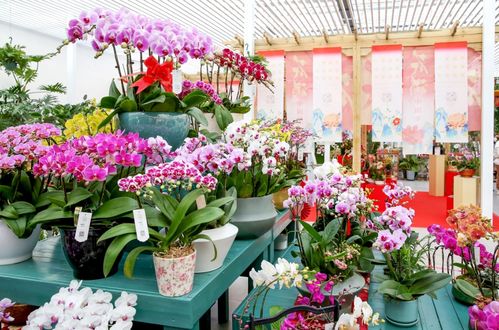 600余万盆京产年宵花上市 小而美园艺产品引领春节市场新潮流