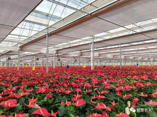 花卉温室大棚 年产值20亿的绿色产业奇迹