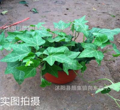 四季常青的净化卫士 常春藤——室内盆栽优选