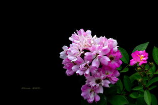 花语时光 随拍16种花卉的诗意邂逅