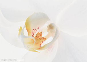 精品花卉系列 单株苗木的魅力与选购指南