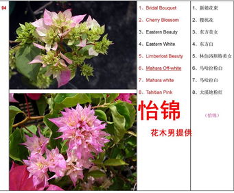 以花圃为基地，共筑三花推广新平台——关于本论坛评选三花精品推广基地的建议